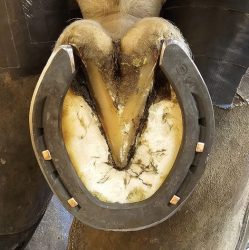 Robert Anderson farrier ~ Blacksmith